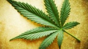 large_Marijuana-leaf-1